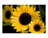 Buy Seeing Sunflowers at AllPosters.com