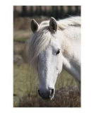 Buy Closeup of a Horse's Eye at AllPosters.com