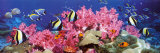 Buy Tropical Fish at AllPosters.com