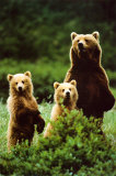 Buy Three Bears at AllPosters.com