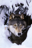 Buy Winter Wolf at AllPosters.com