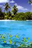 Buy Tropical Scenery II at AllPosters.com
