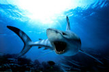 Buy Shark at AllPosters.com