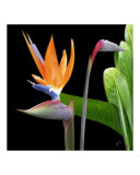 Buy Royal Beauty II at AllPosters.com