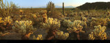 Buy Sonora at AllPosters.com