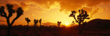 Buy Sunset, Joshua Tree Park, California, USA at AllPosters.com