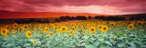 Sunflowers, Corbada, Spain