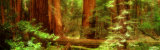 Muir Woods, Trees, National Park, Redwoods, California