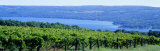 Vineyard, Finger Lakes, New York, USA Photographic Print