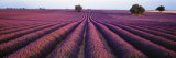 Lavender Field, Fragrant Flowers, Valensole, Provence, France Fotografie-Druck