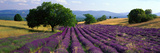 Flowers in Field, Lavender Field, La Drome Provence, France Fotografie-Druck