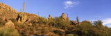 Buy Saguaro Cactus, Sonoran Desert, Arizona, United States at AllPosters.com