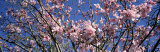 Magnolias, Golden Gate Park, San Francisco, California, USA
