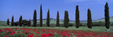 Field of Poppies and Cypresses in a Row, Tuscany, Italy