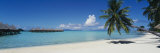 Palm Tree on the Beach, Moana Beach, Bora Bora, Tahiti, French Polynesia