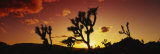 Silhouette of Joshua Trees at Sunset, Joshua Tree National Monument, California, USA