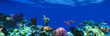 Underwater, Caribbean Sea