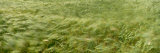 Buy Grain Field in Wind, (Near Lorelei,) Germany at AllPosters.com