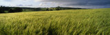 Buy Barley Field, Wales, United Kingdom at AllPosters.com
