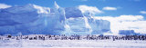 Buy Emperor Penguin Colony, Ruser-Larsen Ice Shelf, Weddell Sea, Antarctica at AllPosters.com