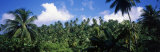Rain Forest, Saint Lucia, West Indies