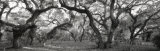 Oak Trees in a Forest, Lake Kissimmee State Park, Florida, USA