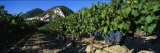 Cote Du Rhone Vineyard, Provence, France Photographic Print