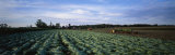 Tobacco Harvest, Edgerton, Wisconsin, USA