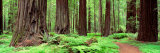 Trail, Avenue of the Giants, Founders Grove, California, USA Fotografie-Druck