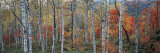 Fall Trees, Shinhodaka, Gifu, Japan