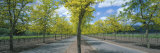 Two Lane Road, Napa Valley, California, USA
