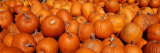 Close-up of Pumpkins