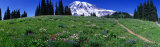 Meadow, Mount Rainier, Washington State, USA