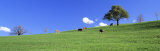 Cows, Canton Zug, Switzerland