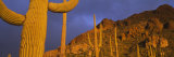 Buy Saguaro Cactus, Tucson, Arizona, USA at AllPosters.com