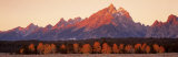 Aspens, Teton Range, Grand Teton National Park, Wyoming, USA