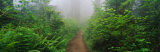 Redwood National Park, California, USA