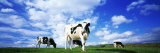 Cows in Field, Lake District, England, United Kingdom