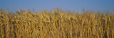 Buy Field of Wheat, France at AllPosters.com