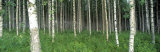 Buy Birch Forest, Punkaharju, Finland at AllPosters.com