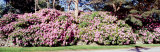 Buy Azaleas, Rhode Island, USA at AllPosters.com