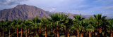 Date Palm Grove Near Borrego Springs, California, USA