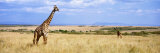 Giraffe, Maasai Mara, Kenya