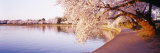 Tidal Basin, Washington DC, District of Columbia, USA