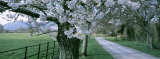 Buy Cherry Trees and Path, Killaney, Ireland at AllPosters.com