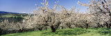 Buy Cherry Orchard, Oregon, USA at AllPosters.com