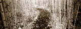 Path Through Bamboo Garden, Costa Rica