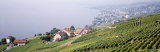 Vineyards, Lausanne, Lake Geneva, Switzerland Photographic Print