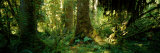 Hoh Rain Forest, Olympic National Park, Washington State, USA