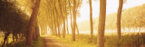 Rural Tree Lined Road, Belgium